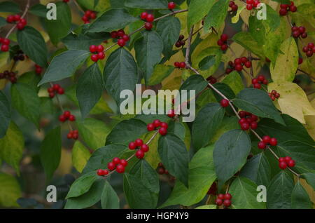 Rote Beeren auf grüne und gelbe Buchse im Herbst Stockfoto