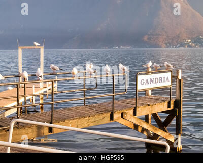 Lugano, Schweiz: Möwen auf der Kante des Piers am Luganer See Stockfoto