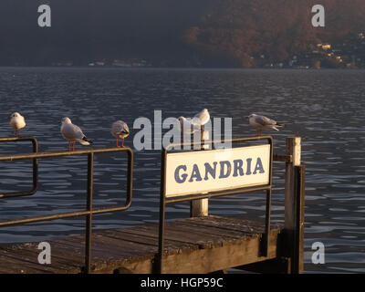 Lugano, Schweiz: Möwen auf der Kante des Piers am Luganer See Stockfoto