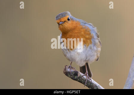 Rotkehlchen (Erithacus Rubecula) Stockfoto