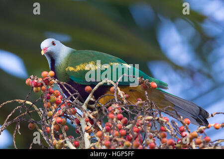 Wompoo Frucht-Taube (Ptilinopus Magnificus) das Essen der Frucht eine Alexandria Palme (Archontophoenix gedeihen) Stockfoto