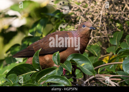 Braune Kuckuck-Taube (Macropygia Amboinensis) Stockfoto