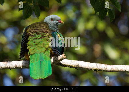 Wompoo Frucht-Taube (Ptilinopus Magnificus) Stockfoto