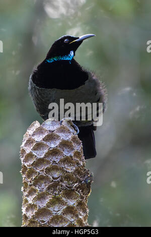 Erwachsene männliche Victoria Riflebird (Ptiloris Victoriae) sitzt auf seinem Display-Ast Stockfoto