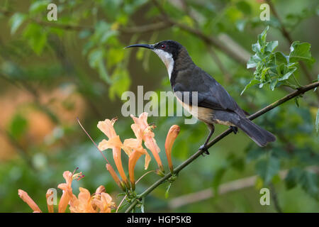 Östliche Spinebill (Acanthorhynchus Tenuirostris) Fütterung auf orange Trompete Blumen Stockfoto