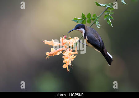 Östliche Spinebill (Acanthorhynchus Tenuirostris) Fütterung auf orange Trompete Blumen Stockfoto