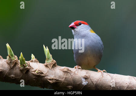 Rot-browed Firetail (Neochmia Temporalis) Stockfoto