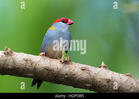 Rot-browed Firetail (Neochmia Temporalis) Stockfoto