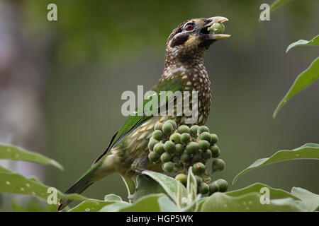 Gefleckte Catbird (Ailuroedus Melanotis) Fütterung auf die Frucht einer Tabakpflanze Stockfoto