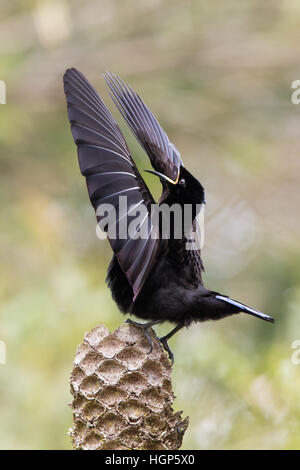 Anzeigen von erwachsenen männlichen Victoria Riflebird (Ptiloris Victoriae) Stockfoto