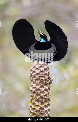 Anzeigen von erwachsenen männlichen Victoria Riflebird (Ptiloris Victoriae) Stockfoto