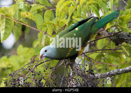 Wompoo Frucht-Taube (Ptilinopus Magnificus) Beeren essen Stockfoto