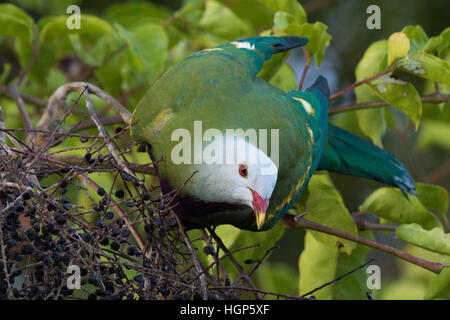 Wompoo Frucht-Taube (Ptilinopus Magnificus) Beeren essen Stockfoto