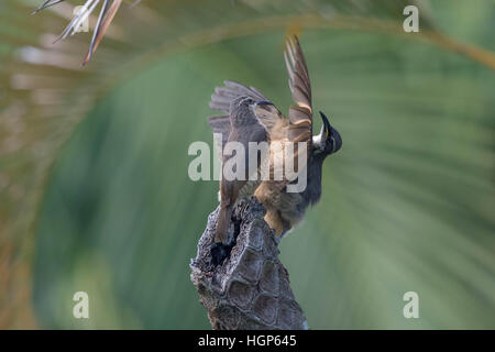 Unreife männliche Victoria Riflebird (Ptiloris Victoriae) anzeigen für ein Weibchen Stockfoto