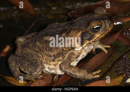 Cane Toad (Schädlingsbekämpfer Marina) Stockfoto