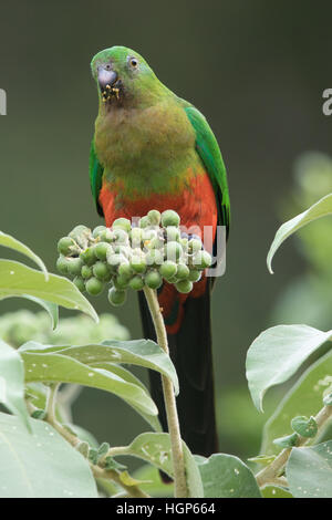 weiblichen Australian King Parrot (Alisterus Scapularis) das Essen der Frucht eine Tabakpflanze Stockfoto