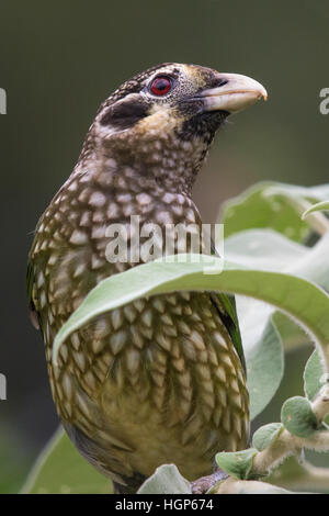 Gefleckte Catbird (Ailuroedus Melanotis) Stockfoto