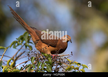 Braune Kuckuck-Taube (Macropygia Amboinensis) Stockfoto