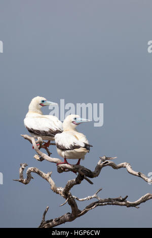 Rotfußboobies (Sula sula rubripes), weiße Farbe morph perching auf Zweig in Seevögel Kolonie, Papahanaumokuakea Marine National Monument Stockfoto