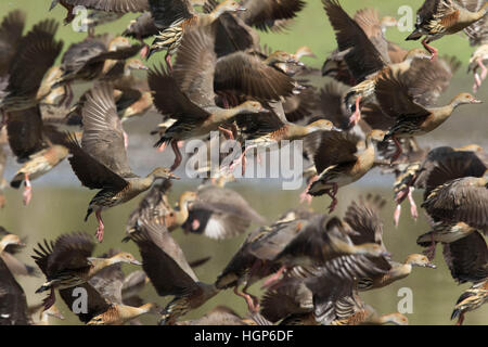 Herde von Plumed Whistling-Enten (Dendrocygna Arcuata) im Flug Stockfoto