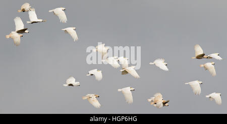 Herde von Schwefel crested Kakadus (Cacatua Galerita) im Flug Stockfoto