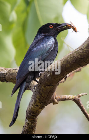 Spangled Drongo (Dicrurus Bracteatus) Essen eine Wespe Stockfoto