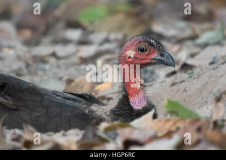 weibliche lila-Kragen australische Pinsel Türkei (Alectura Lathami Purpureicollis) Staub baden Stockfoto