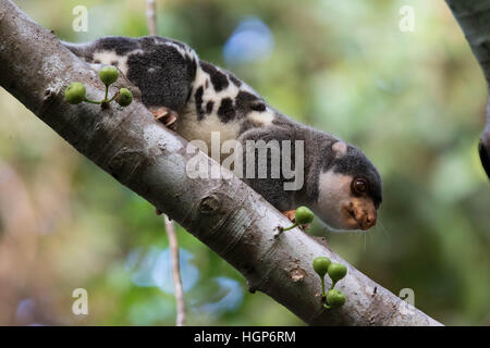 männliche gemeinsame entdeckt Cuscus (Spilocuscus Maculatus) in einem Feigenbaum (Ficus sp.) Stockfoto