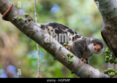 männliche gemeinsame entdeckt Cuscus (Spilocuscus Maculatus) in einem Feigenbaum (Ficus sp.) Stockfoto