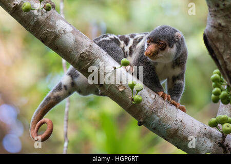 männliche gemeinsame entdeckt Cuscus (Spilocuscus Maculatus) in einem Feigenbaum (Ficus sp.) Stockfoto