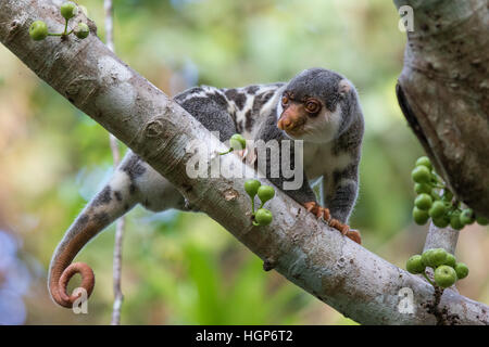 männliche gemeinsame entdeckt Cuscus (Spilocuscus Maculatus) in einem Feigenbaum (Ficus sp.) Stockfoto