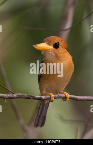 Gelb-billed Kingfisher (Syma Torotoro) thront auf einem Ast Stockfoto