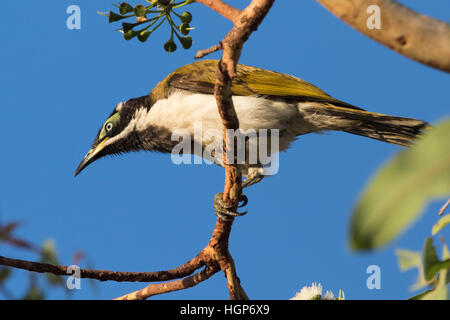 Unreife blau-faced Honigfresser (Entomyzon Cyanotis) Stockfoto