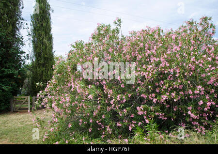Oleanda Busch in voller Blüte Stockfoto