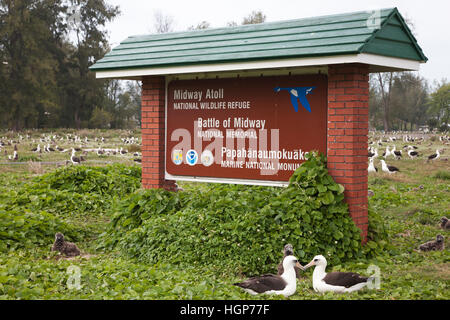 Midway Atoll National Wildlife Refuge anmelden Laysan Albatross Kolonie Stockfoto