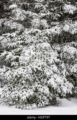 Frisch gefallener Schnee auf Ästen Balsam Tanne (Albies Balsamea), Ontario, Kanada Stockfoto