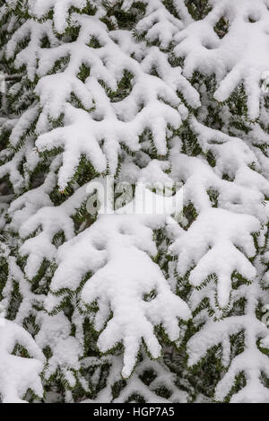 Frisch gefallener Schnee auf Ästen Balsam Tanne (Albies Balsamea), Ontario, Kanada Stockfoto
