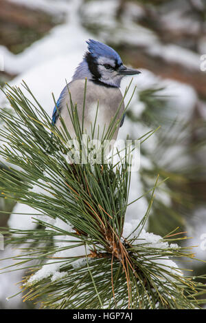 Eastern Blue Jay Cyanocitta cristata, Winter, E USA, von Bruce Montagne/Dembinsky Photo Assoc Stockfoto