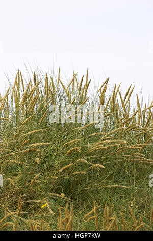 Dünengebieten Grass Ammophila Arenaria wächst auf Sanddünen Brittany France Stockfoto