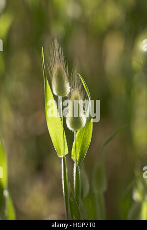 Hares-Tail Lagurus Ovatus Korsika Frankreich Stockfoto