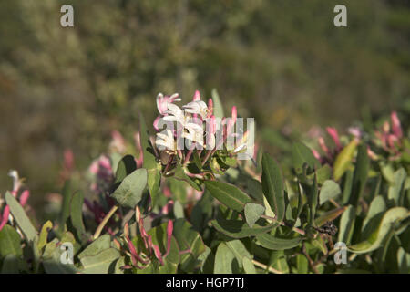 Etruskische Geißblatt Lonicera Etrusca Korsika Frankreich Stockfoto
