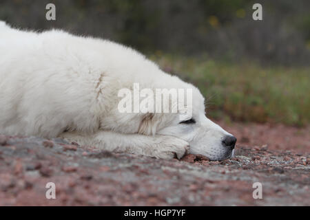 Hund Polish Tatra Sheepdog / Tatra Gebirge Sheepdog / Podhale Erwachsenen Porträt Stockfoto