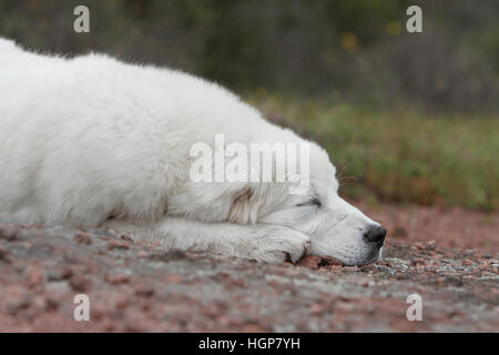 Hund Polish Tatra Sheepdog / Tatra Gebirge Sheepdog / Podhale Erwachsenen Porträt Stockfoto