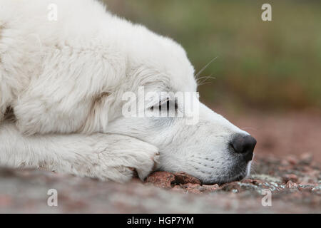 Hund Polish Tatra Sheepdog / Tatra Gebirge Sheepdog / Podhale Erwachsenen Porträt Stockfoto