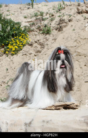 Shih Tzu Hund adult Erwachsene stehend grau Profil Stockfoto