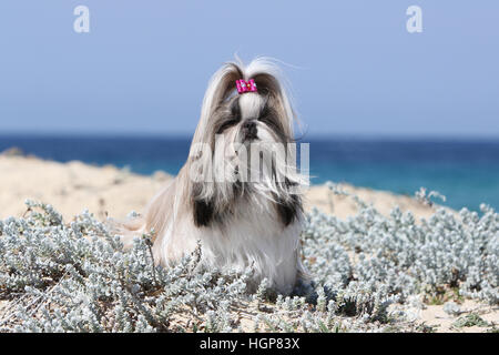 Shih Tzu Hund adult Erwachsene In den Dünen stehend grau Stockfoto