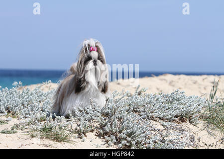 Shih Tzu Hund adult Erwachsene In den Dünen stehend grau Stockfoto