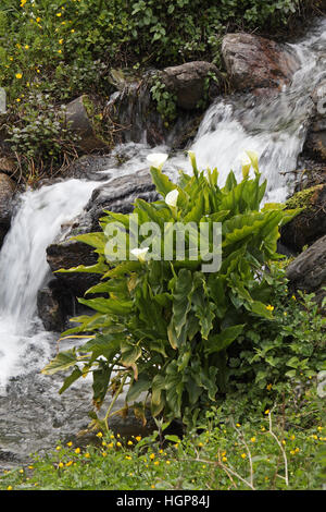 Arum Lilie Zantedeschia Aethiopica im Bergbach Korsika Frankreich Stockfoto