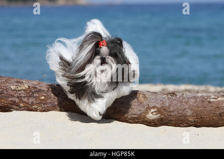 Shih Tzu Hund adult Erwachsene springen springen auf dem sandigen Strand schwarz/weiß Stockfoto