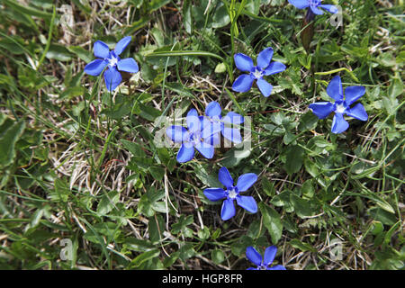 Frühlings-Enzian Gentiana Verna Parc Naturel Regional du Vercors Frankreich Stockfoto